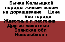 Бычки Калмыцкой породы живым весом на доращивание. › Цена ­ 135 - Все города Животные и растения » Другие животные   . Брянская обл.,Новозыбков г.